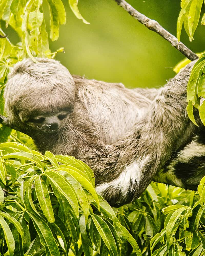 Sloth in Amazon.