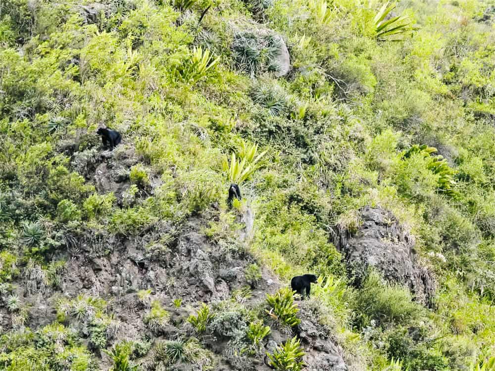 From Hacienda Piman you can go on a tour to El Mirador de Oso Andino, near Pimampiro, where you have a chance to see the spectacled bear.