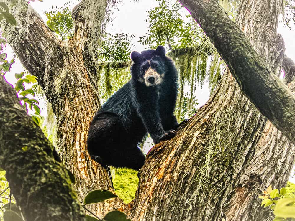 Ecuador is the habitat of the spectacled bear, the only bear species in South America. 