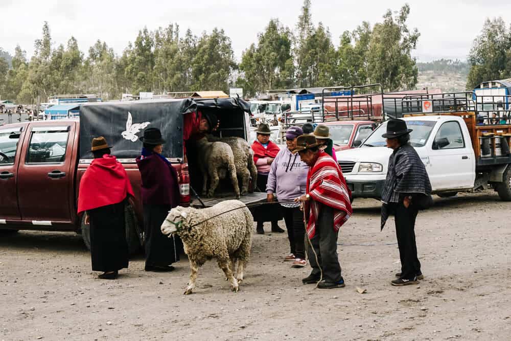 Als je op een zaterdag in Riobamba Ecuador bent, mag een bezoek aan de veemarkt niet ontbreken.