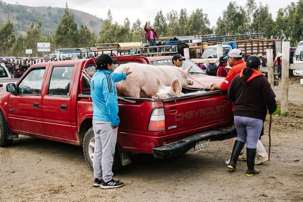 Als je op een zaterdag in Otavalo in Ecuador bent, probeer dan vroeg op te staan en een bezoek te brengen aan de veemarkt, een van de typische bezienswaardigheden.