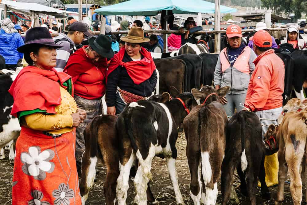 If you're in Riobamba, Ecuador on a Saturday, one of the best things to do is to visit to the Calpi cattle market, located twenty minutes outside the city. 