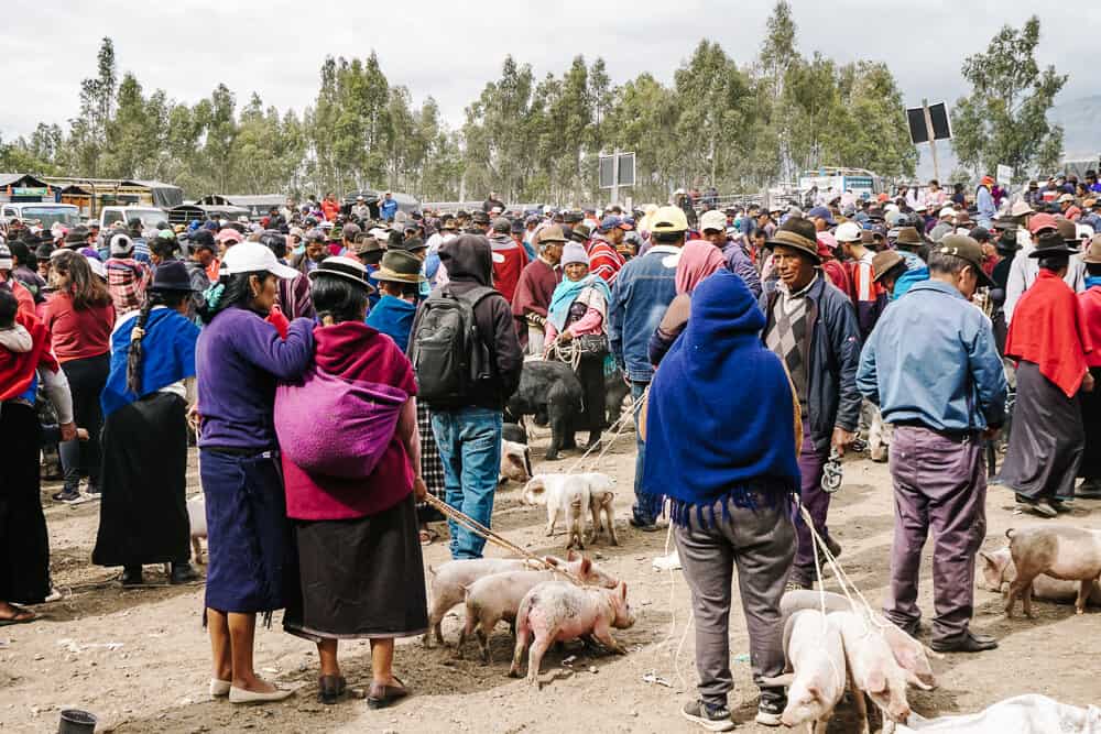 Als je op een zaterdag in Riobamba Ecuador bent, mag een bezoek aan de veemarkt niet ontbreken.