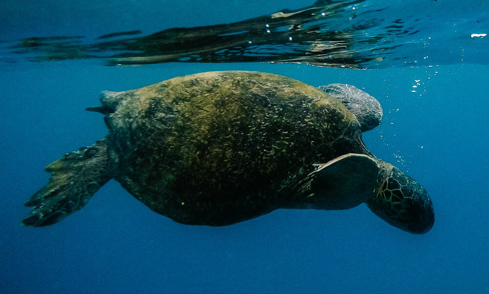 Zeeschildpad tijdens snorkelen op Galapagos eilanden.