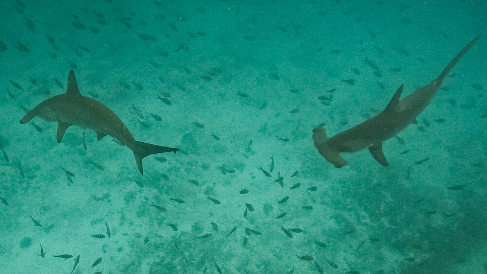 Hammerhead sharks, 