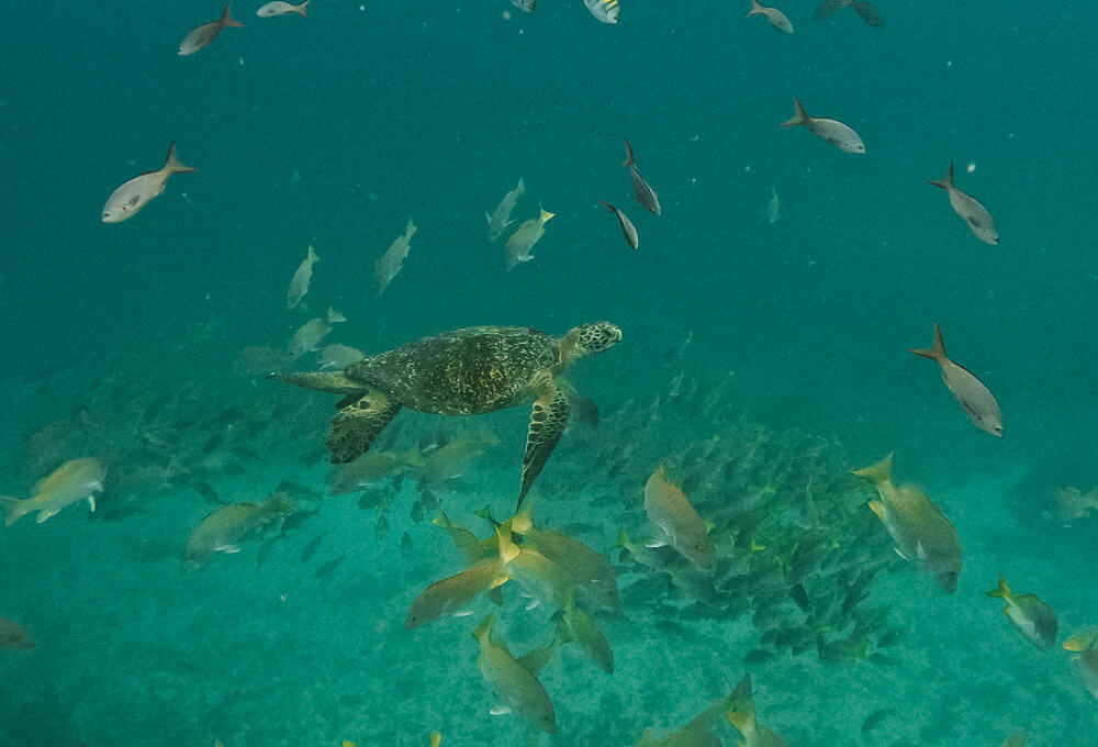 Sea turtles between colorful fishes.