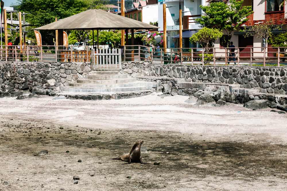 There are direct flights from Quito and Guayaquil that fly to both Galapagos Island Baltra, and San Cristobal.