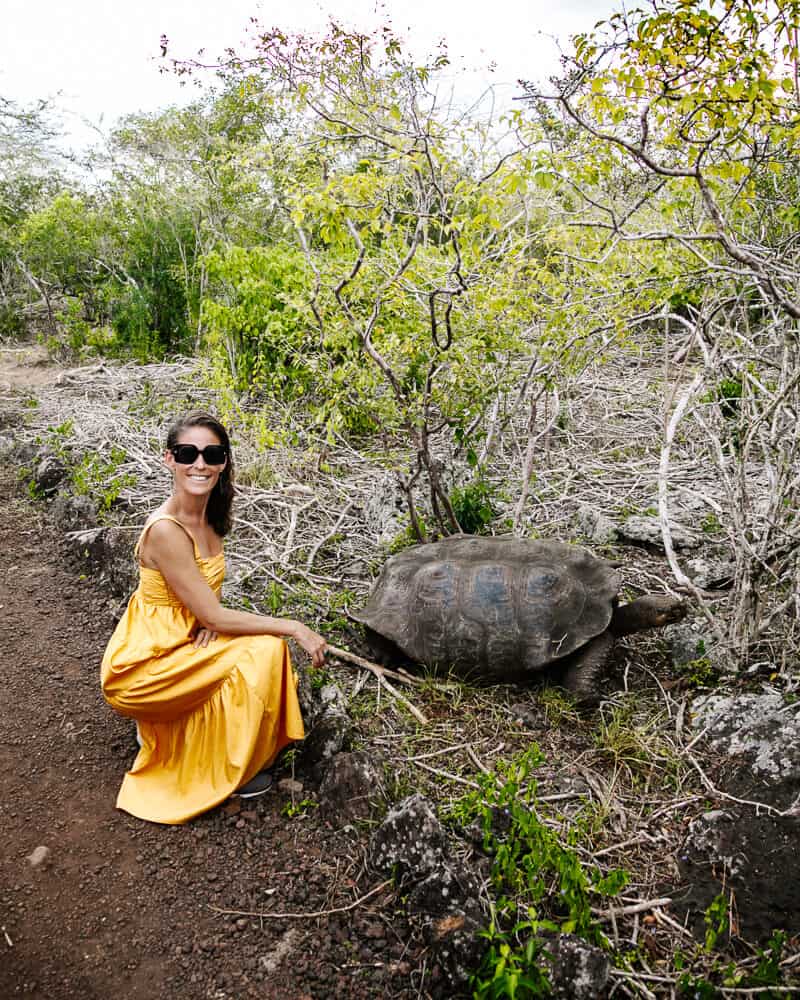 In the David Rodriguez Breeding Center on San Cristobal you will come face to face with the Galapagos giant tortoise.