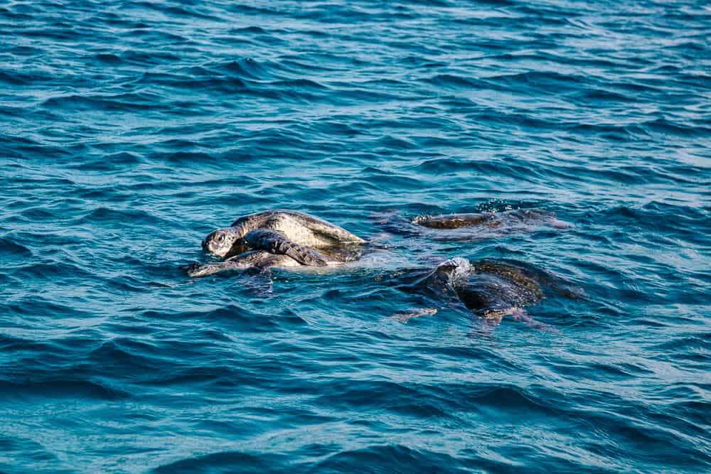Parende zeeschildpadden op de Galapagos eilanden in Ecuador.