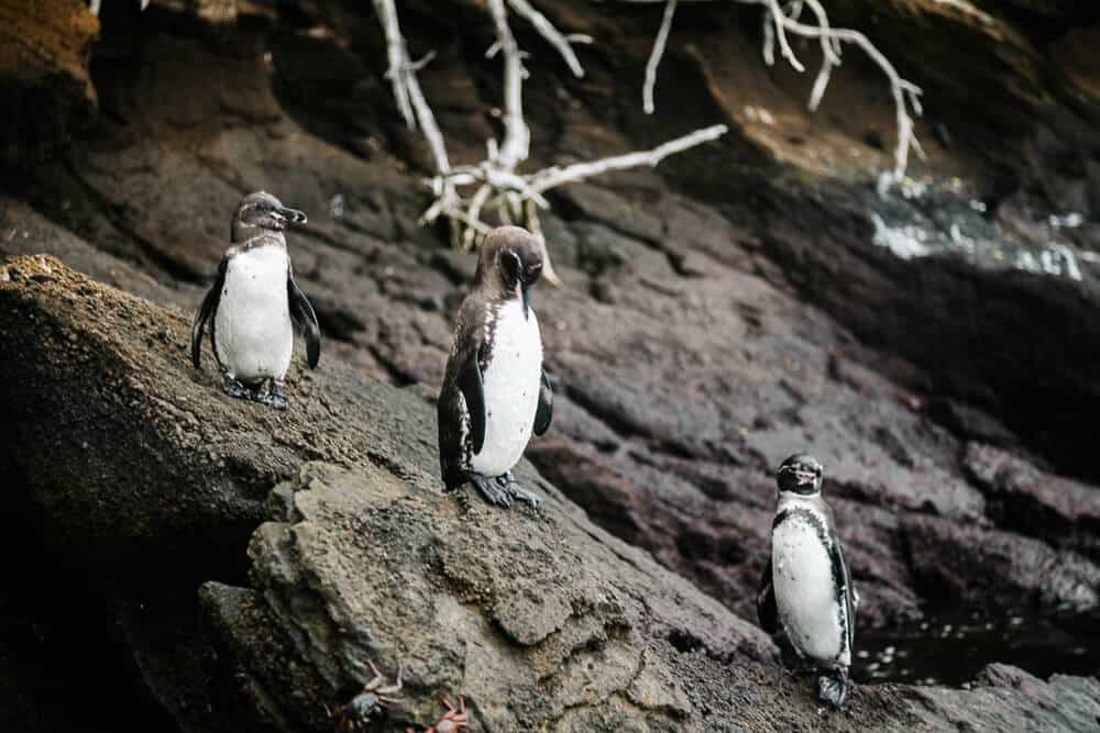 Galapagos pinguïns.