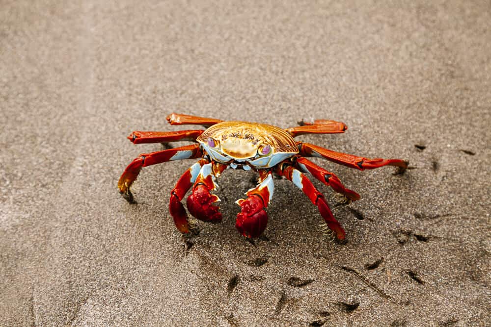 Red crab on beach.