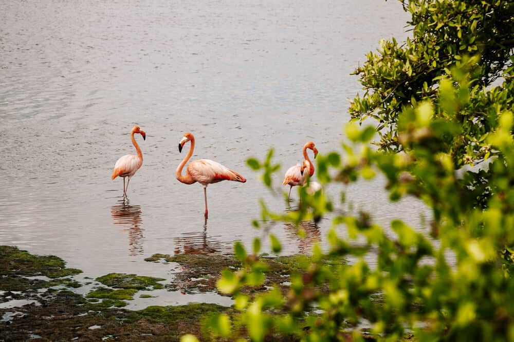 Flamingos at Cormorant Point at island Floreana. 