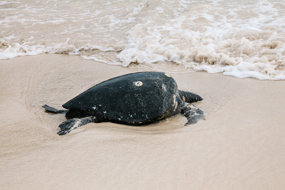 Zeeschildpad op strand va Galapagos eilanden in Ecuador.
