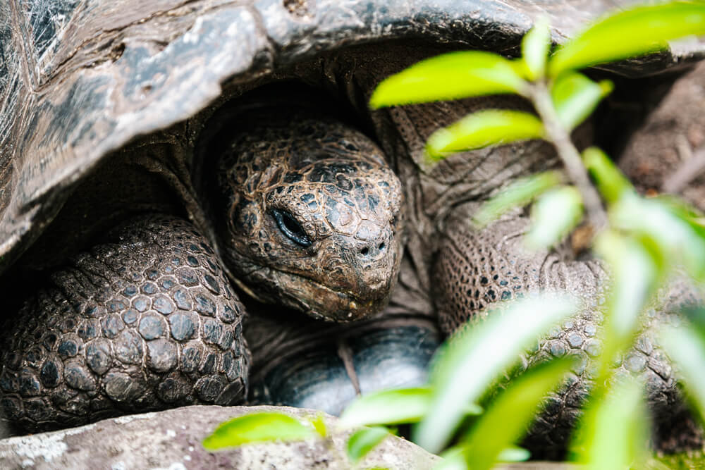 Galapagos tortoise.