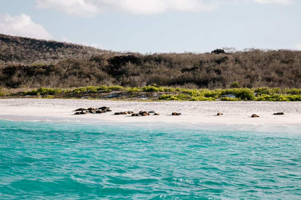 The Galapagos are a group of islands located in the Pacific Ocean, a two-hour flight from mainland Ecuador.