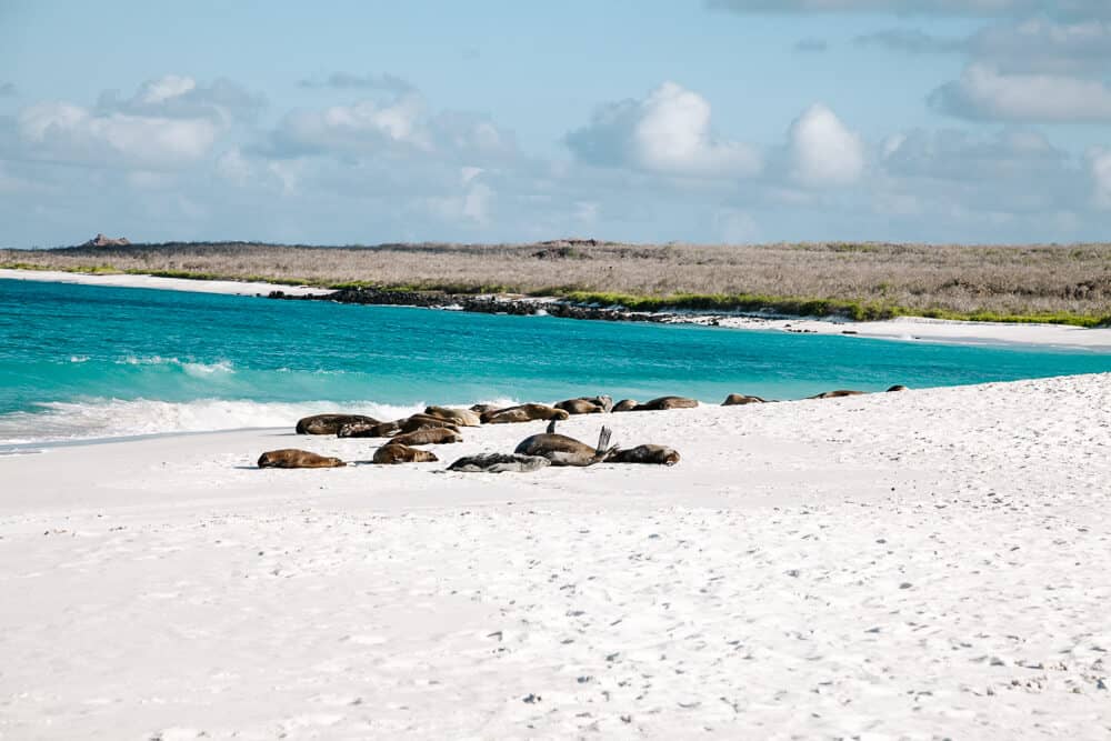 Gardner Bay op Galapagos eiland Española is en hagelwit strand met talloze zeehonden.