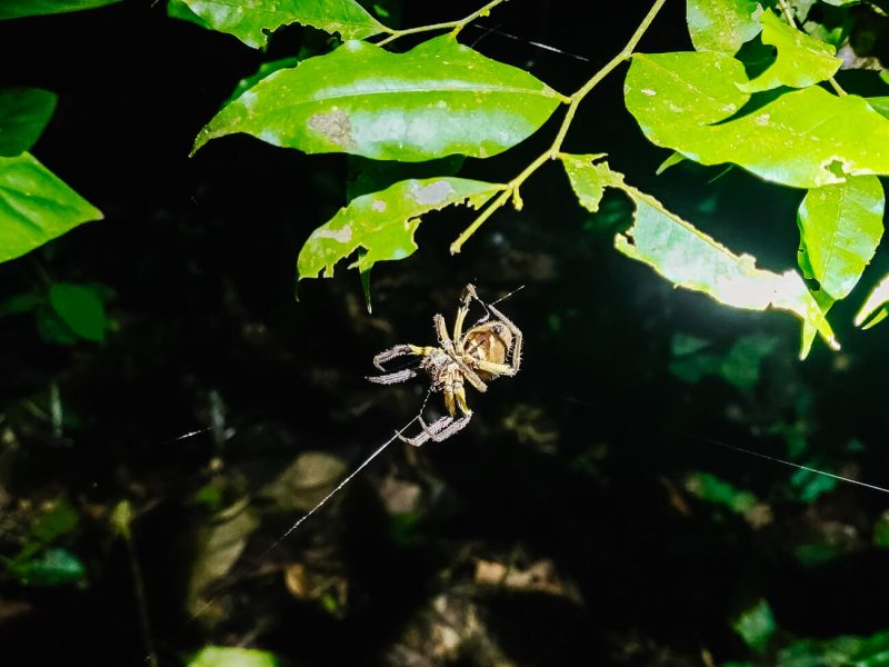 Spider in Amazon rainforest of Peru.