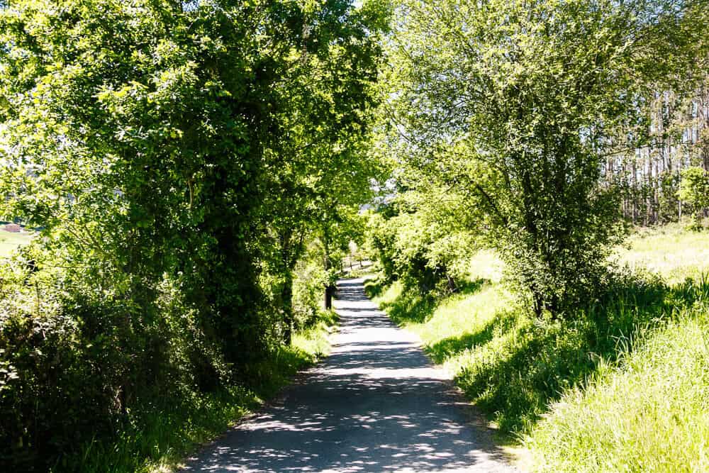 The last 100 km to Santiago de Compostela of the Camino Frances is a route you can complete in five days, walking an average of 24 kilometers per day.