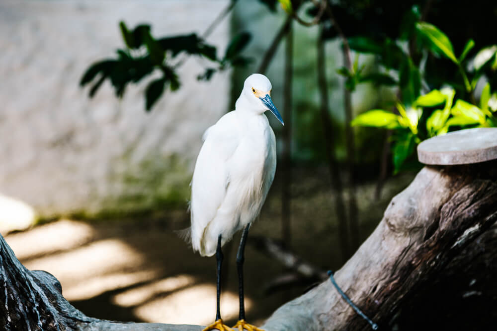 Heron in Colombia.