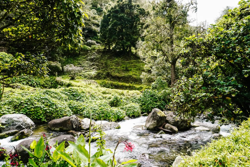 River with lots of green in San Gerardo de Dota Costa Rica.