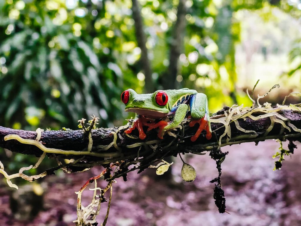 In Frog’s heaven you can admire and photograph numerous species of frogs up close.