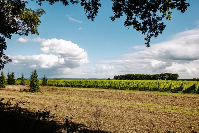 In the forests of Groesbeek: de Groesbeekse bossen, you can go for nice walks. A short walk of 4 kilometers from the Dutch Winery Center leads you past fields, vineyards and forests.