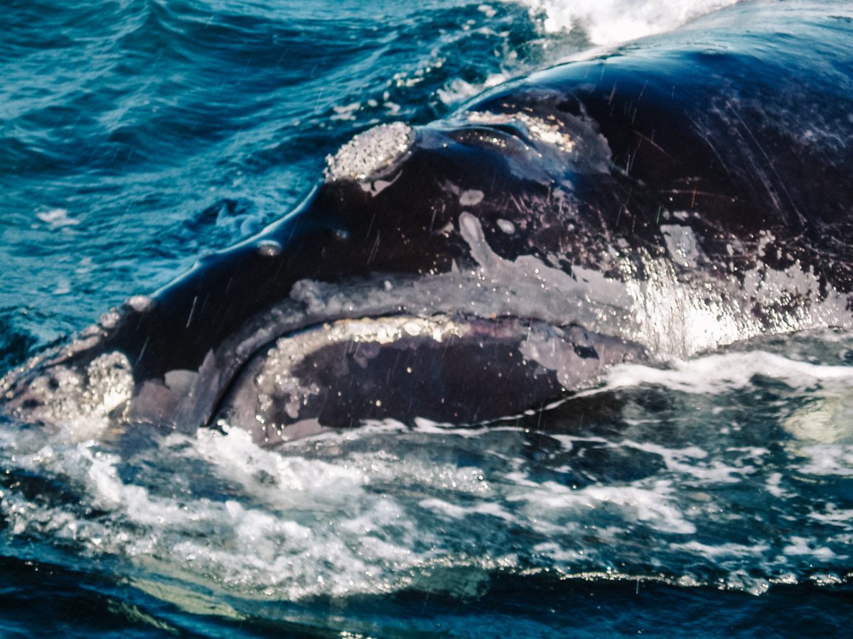 One of the best things to do in Puerto Madryn, is to go whale watching in Peninsula Valdes.