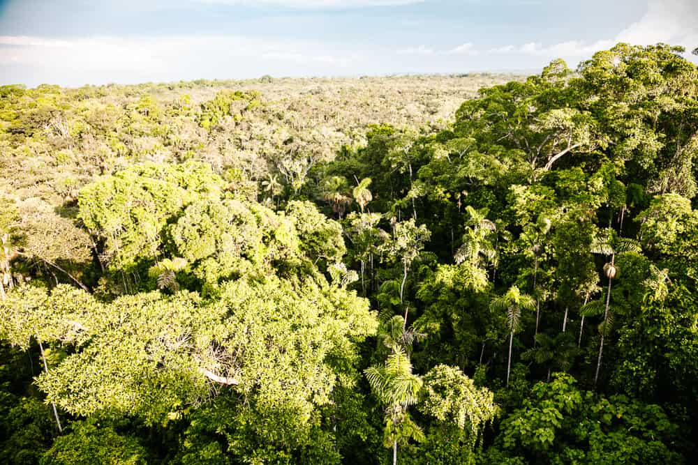 Sacha Lodge has a 45-meter-high crane, where you sit in a lift basket and float above the Amazon of Ecuador.