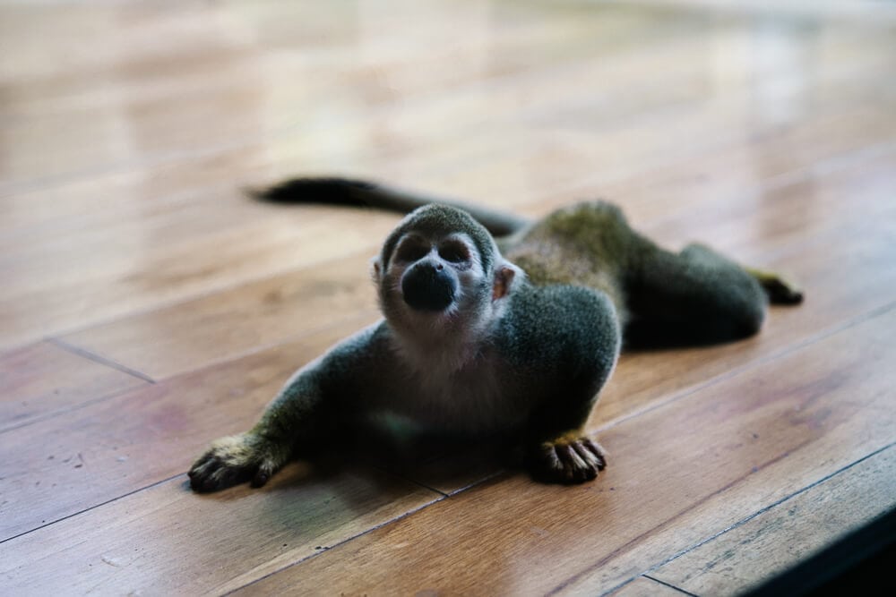 Monkey on balcony of room in Sacha Lodge Ecuador.
