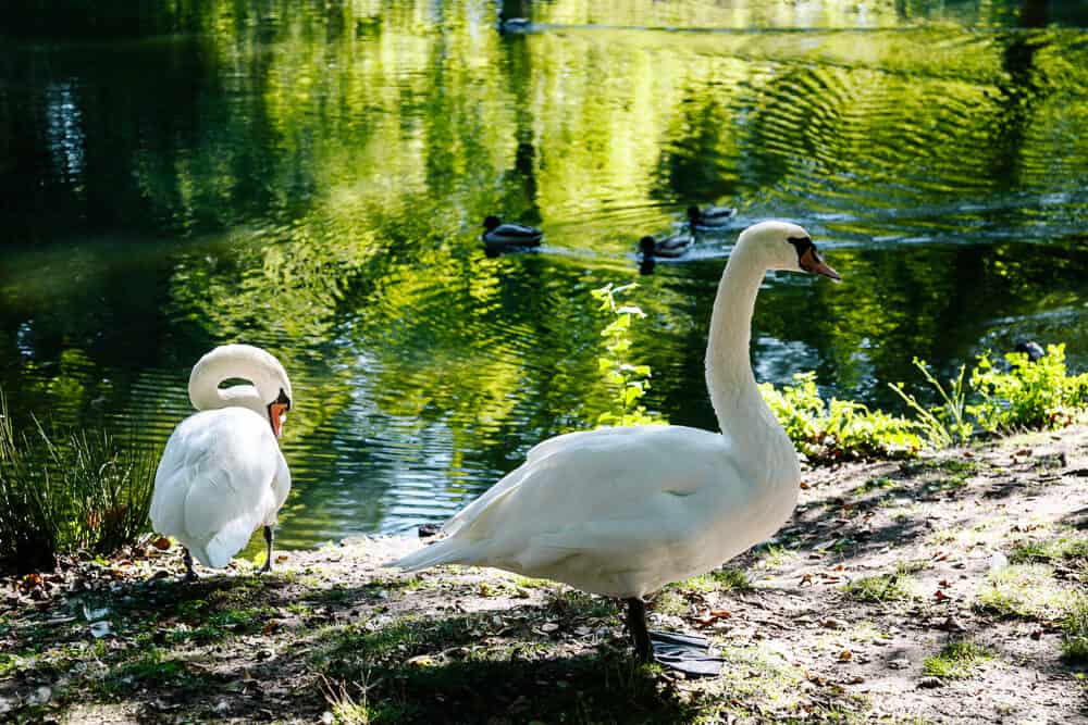 Swans.
