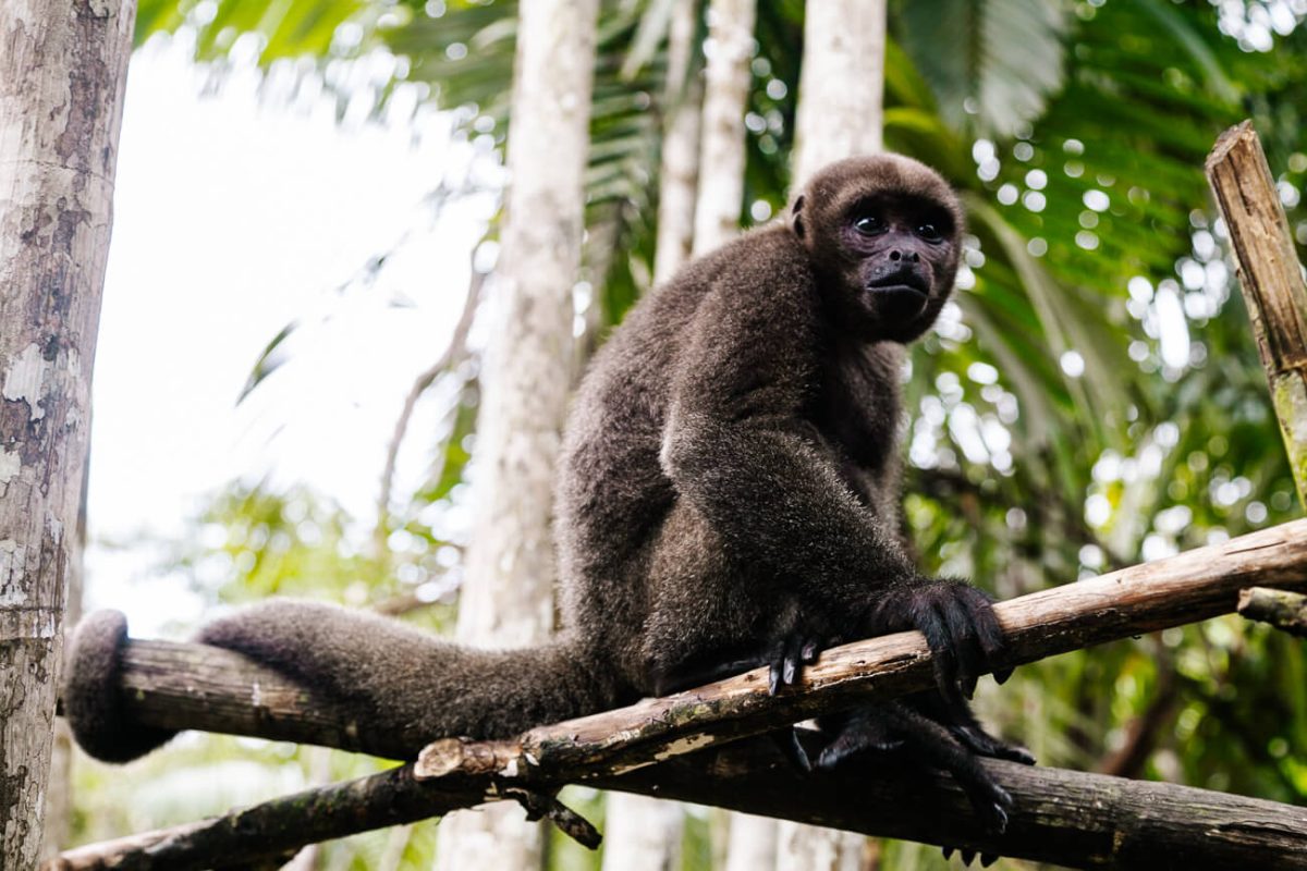 monkey in Fundacion Maikuchiga, near Leticia