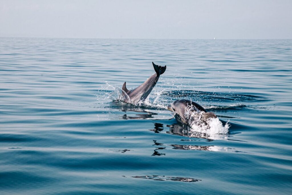 Jumping dolphins at the Canary islands.