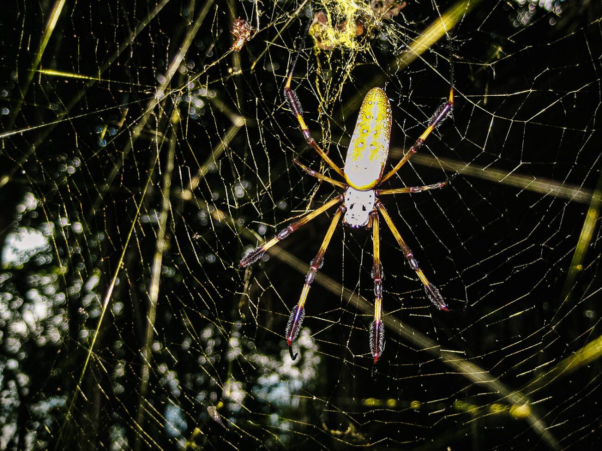 Spider in the jungle.