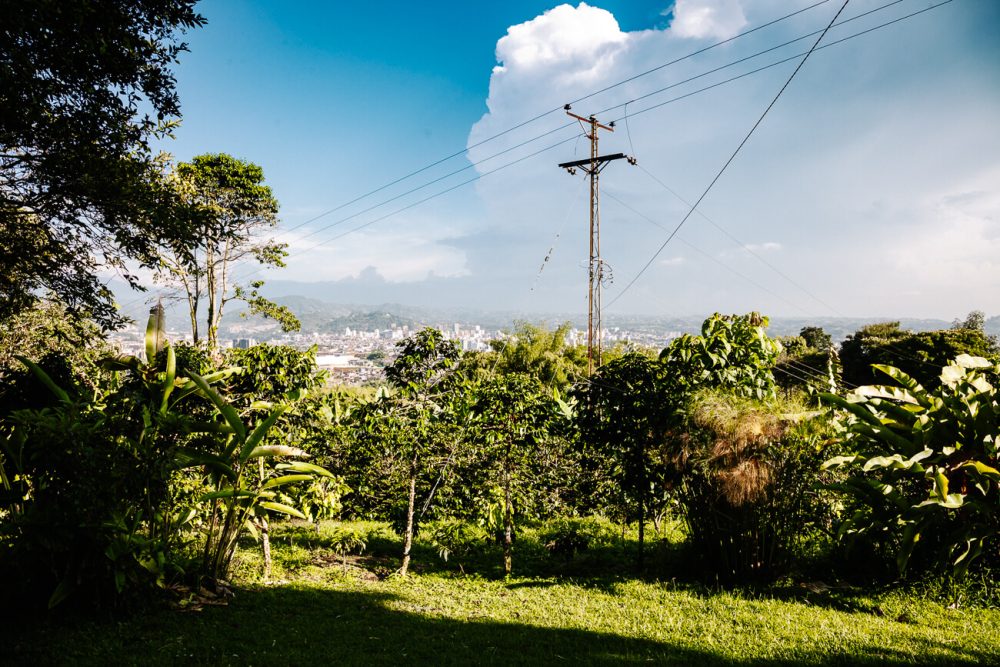 view of Finca Cafe Don Manolo near Pereira