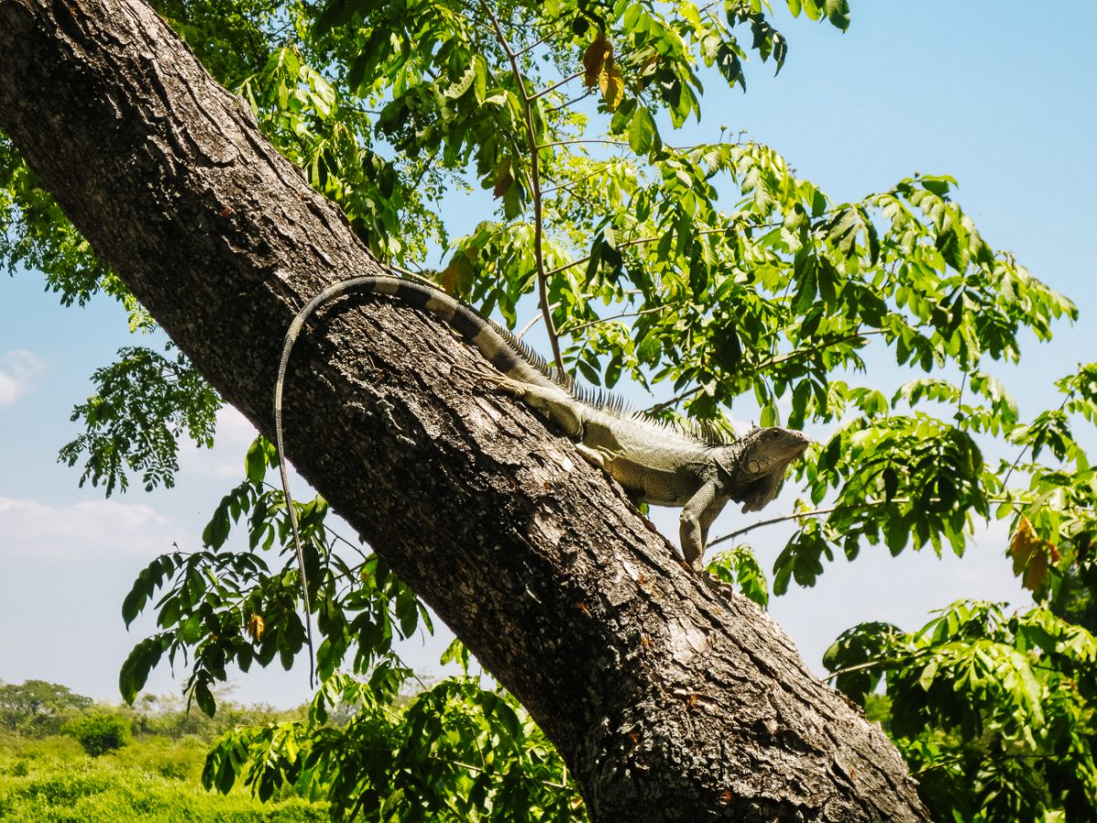 Iguanas along the waterfront in Mompox Colombia.