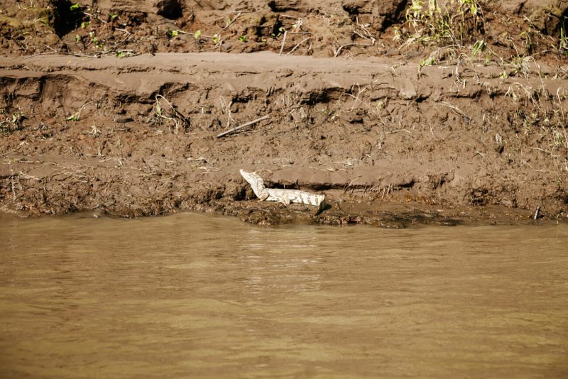 Caiman in Tambopata Peru