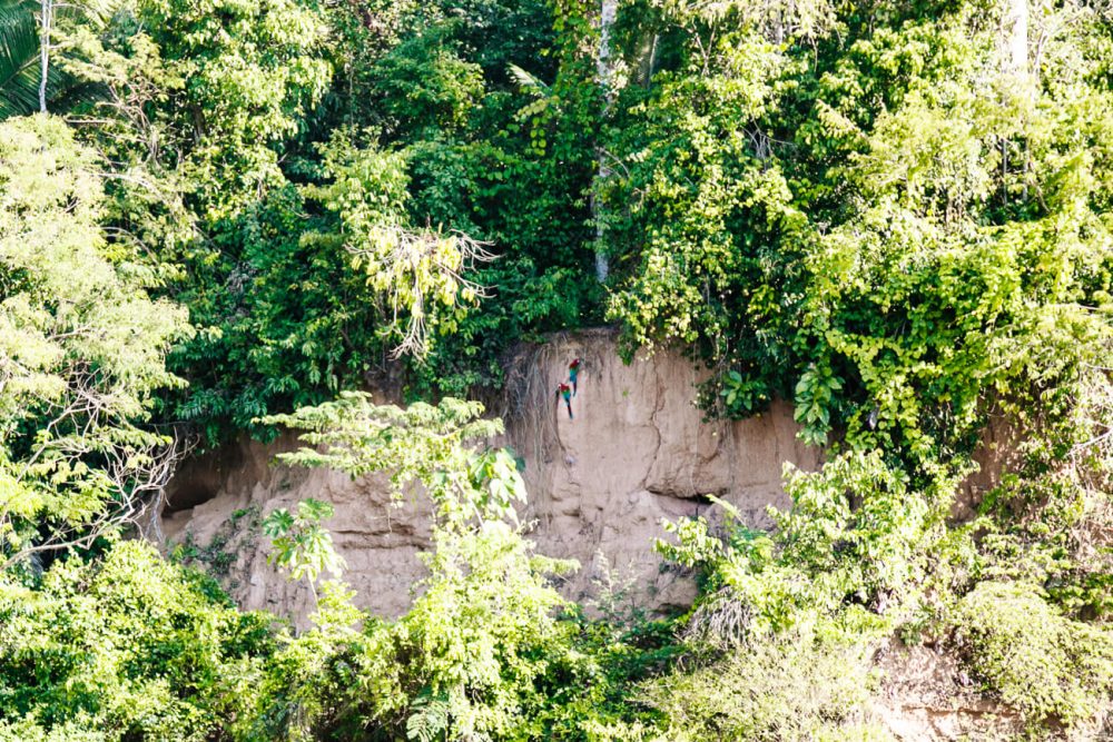Clay lick in Tambopata Peru -  a place where countless parrots gather to lick clay. 