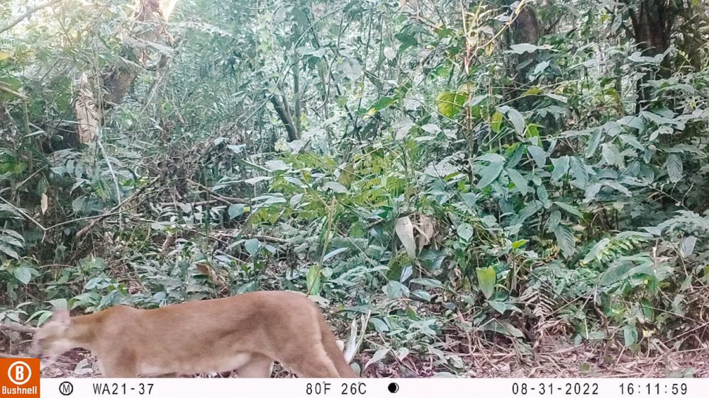 Camera images of a jaguar. Wired Amazon is researching the population of jaguars, monkeys and the harpy eagle in Tambopata Peru.