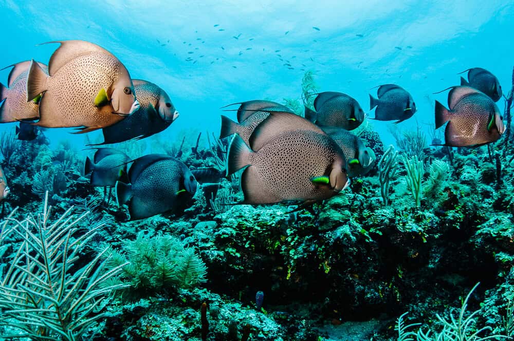 The Belize Barrier Reef is one of the country's highlights and best things to do. 