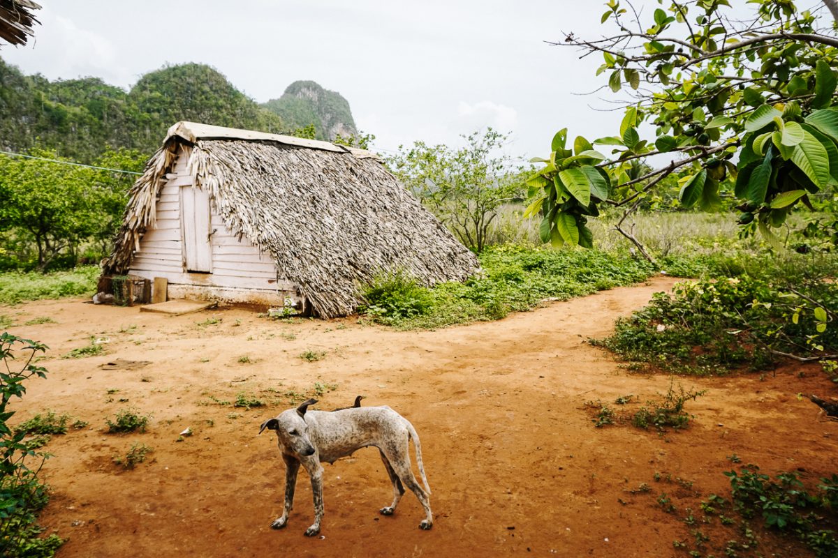 Cuba bezienswaardigheden Vinales