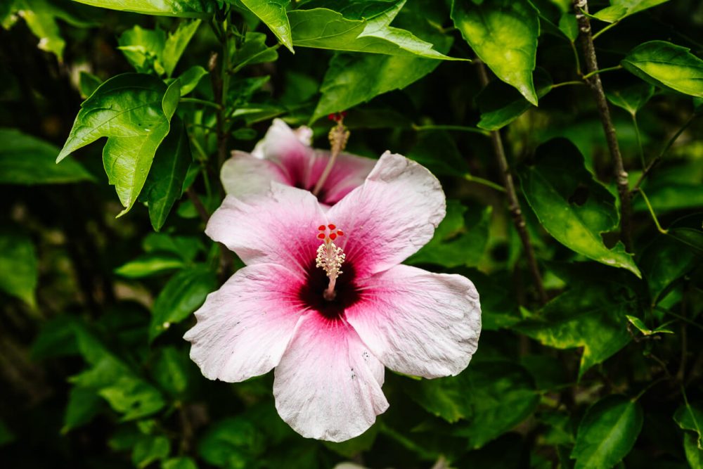 Roze bloem. 
