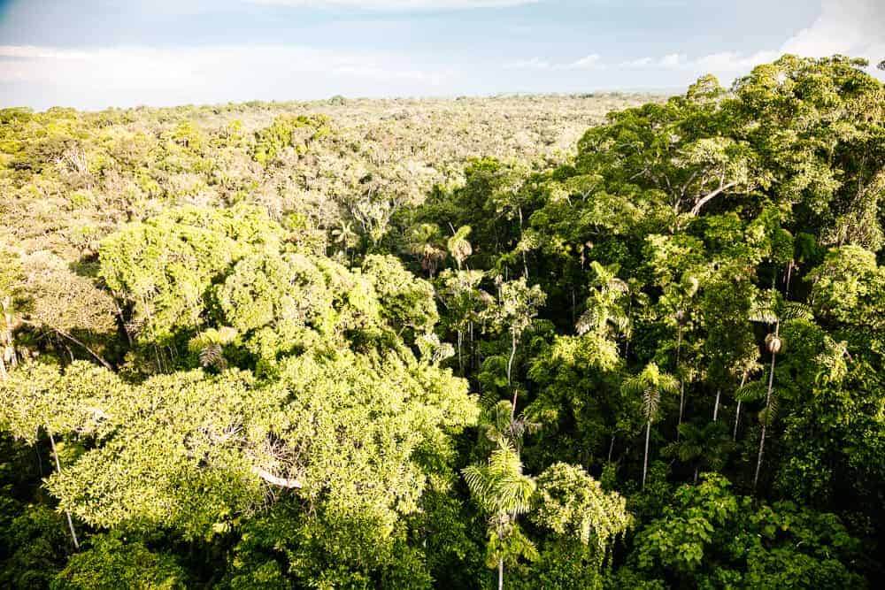 Sacha Lodge heeft een 45 meter hoge kraan waar je plaatsneemt in een hijsbak en boven de jungle van Ecuador zweeft.