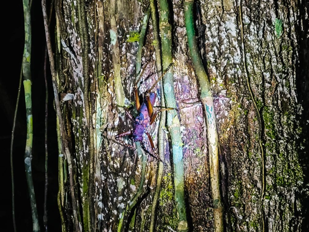 kever tijdens nachtwandeling vanuit Calanoa jungle lodge in de Amazone van Colombia