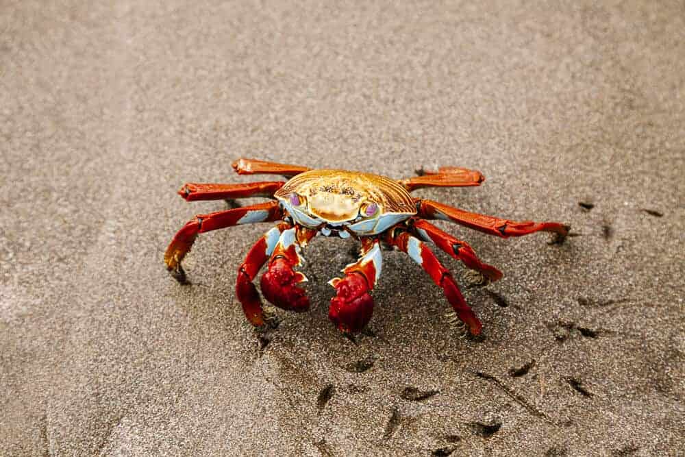 Red crab on beach.