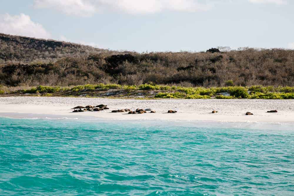 The best way to visit the Galápagos world is by taking a cruise, where you’ll visit several islands over a few days. 