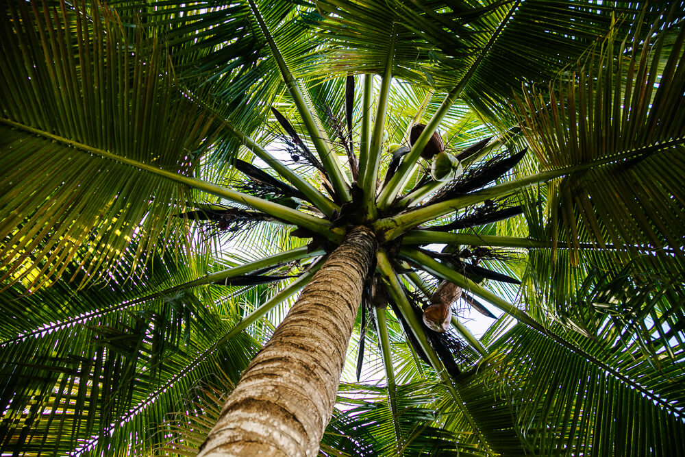 Palmboom.
