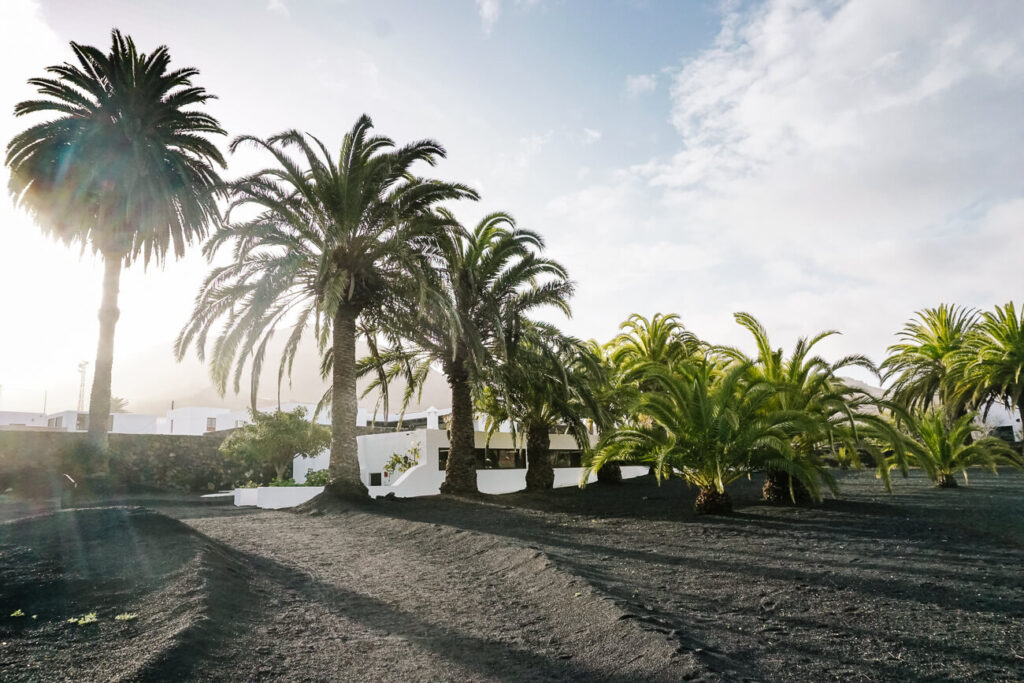 Palmbomen in La Haria, gelegen in vallei op Lanzarote.