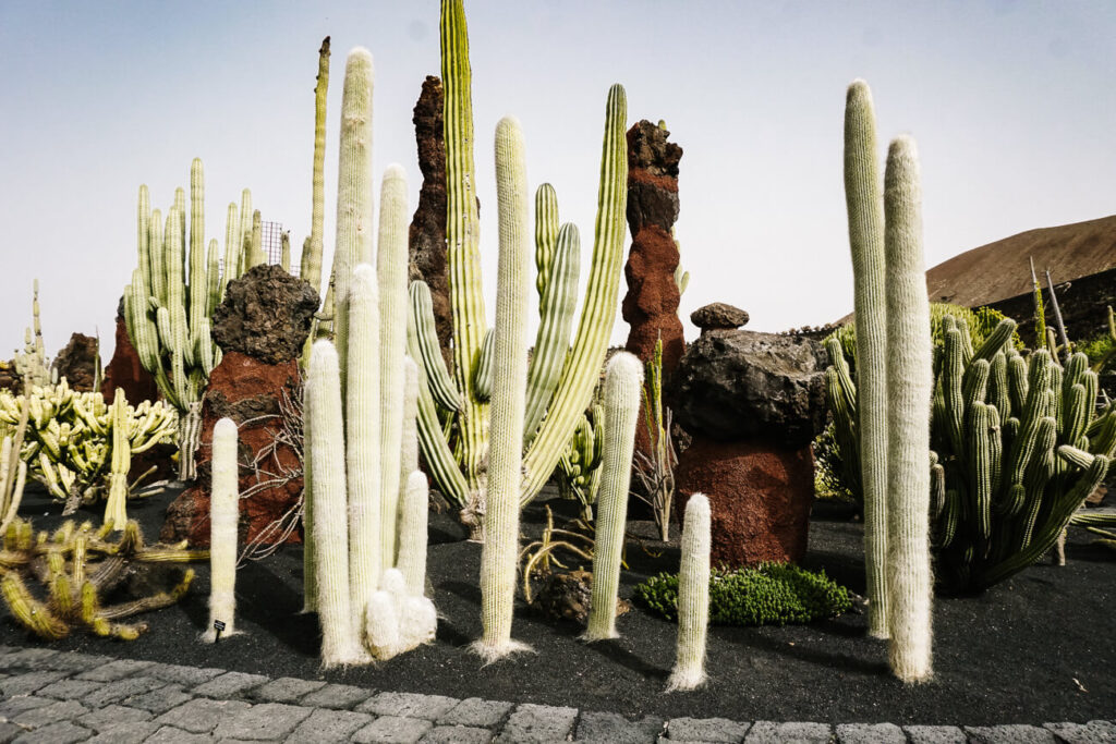 De 1500 cacussen in El Jardín de cactus, die door landschapskunstenaar César Manrique werden aangeplant, behoren tot de top Lanzarote bezienswaardigheden. 