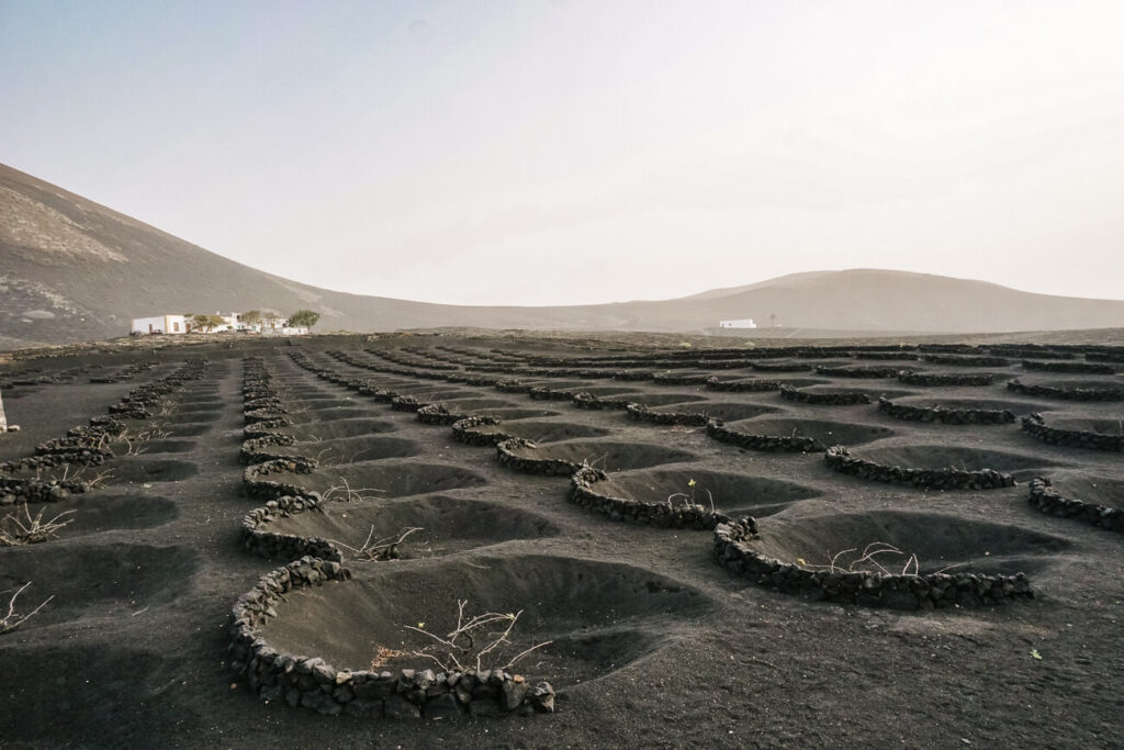 Wijngebied La Geria, bestaat uit pikzwarte vulkanische grond met kleine cirkels, die gevuld zijn met één groene plant/wijnstok.