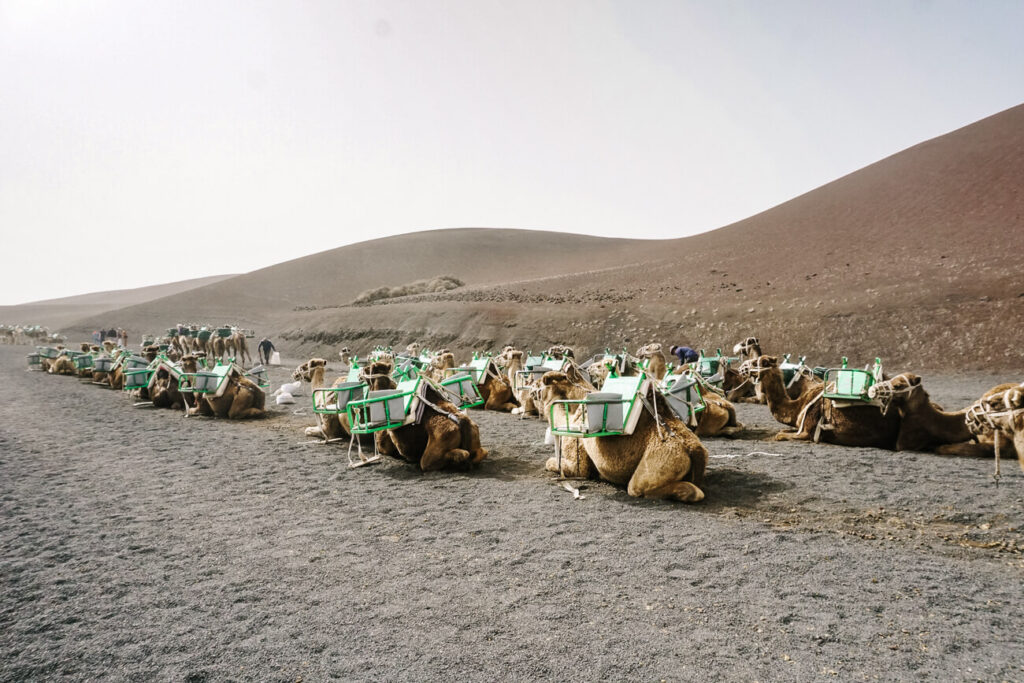 Dromedarissen in Timanfaya Nationaal Park.